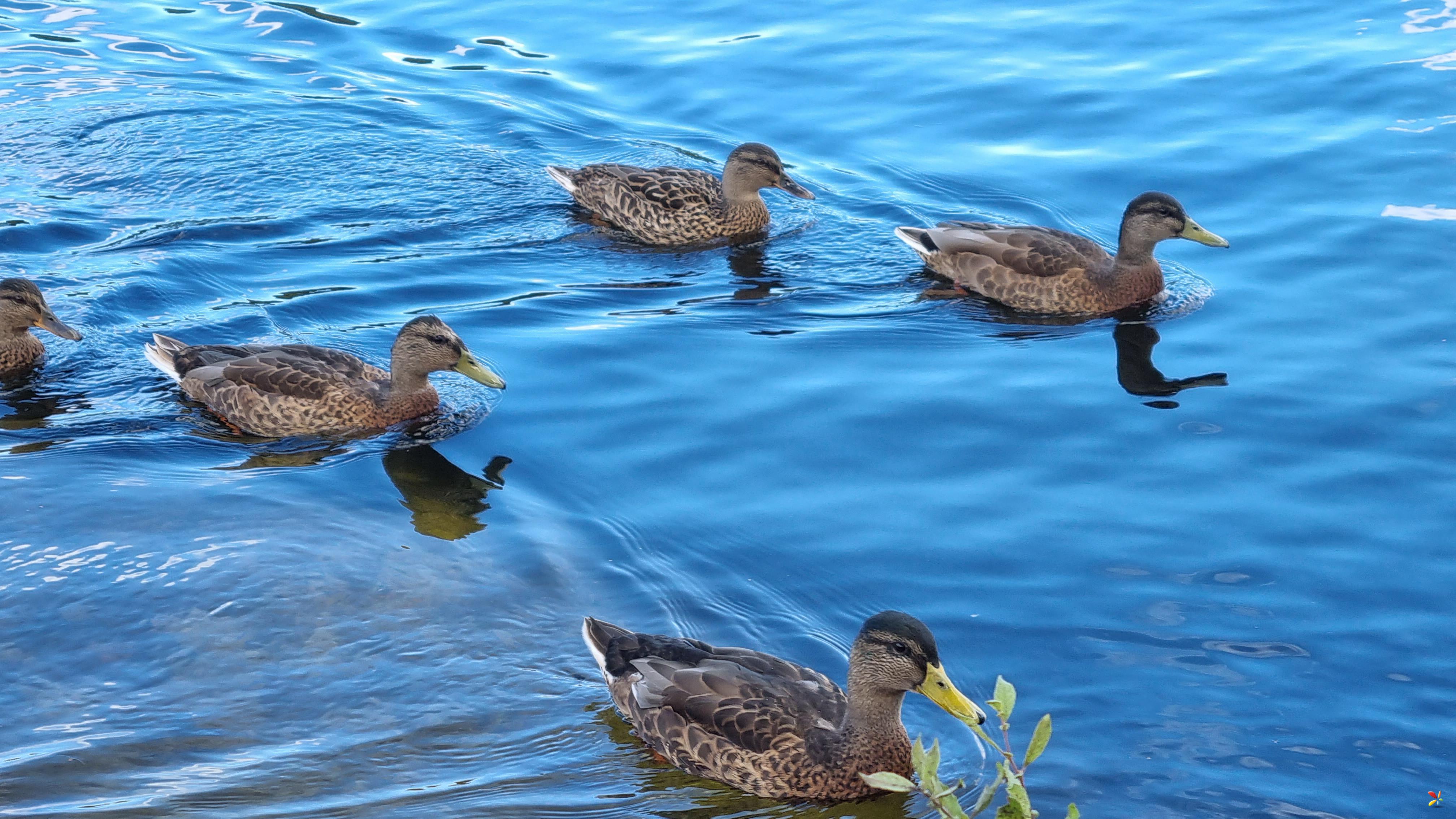 5 Ducks Brten badeplass, Oslo  